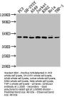 CSNK2A3 Antibody