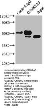 CSNK2A3 Antibody
