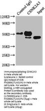CSNK2A3 Antibody
