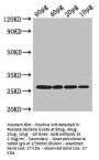 rpsB Antibody