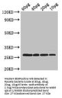 rpsB Antibody