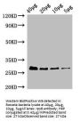 rpsB Antibody, HRP conjugated