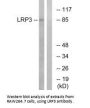 LRP3 Antibody