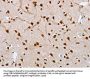 NLRP7 Antibody