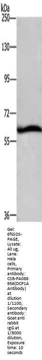 DCP1A Antibody