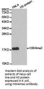 Histone H3K4me2 Antibody