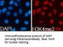 Histone H3K4me2 Antibody