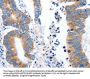 LRP2 Antibody