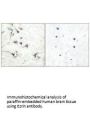 EZR Antibody