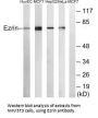 EZR Antibody