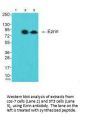 EZR Antibody