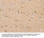 SGPL1 Antibody