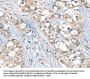SGPL1 Antibody