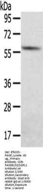 SGPL1 Antibody