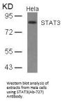 STAT3 (Ab-727) Antibody