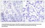 STAT3 (Ab-727) Antibody