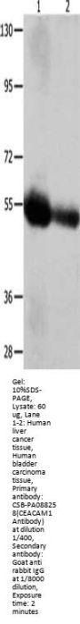 CEACAM1 Antibody