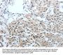 CEACAM1 Antibody