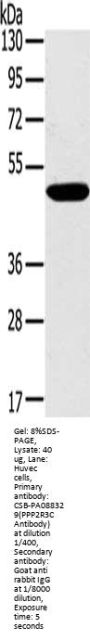 PPP2R3C Antibody