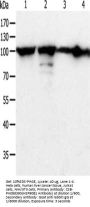 HSP90B1 Antibody