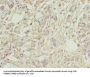 PLA2G7 Antibody