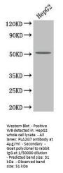 PLA2G7 Antibody