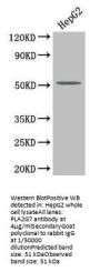 PLA2G7 Antibody