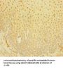 PLA2G7 Antibody