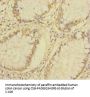 PLA2G7 Antibody