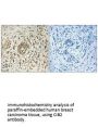 CIB2 Antibody