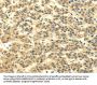 MSI1 Antibody