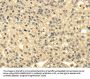 MSI1 Antibody