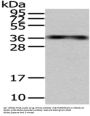 MSI1 Antibody