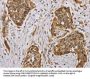 MVK Antibody