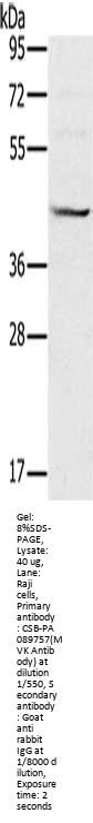 MVK Antibody