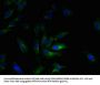 Ccl2 Antibody