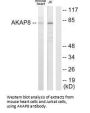 AKAP8 Antibody