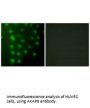 AKAP8 Antibody