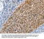 MCM6 Antibody