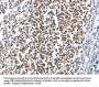 MCM6 Antibody