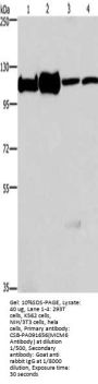 MCM6 Antibody
