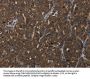 HOXC8 Antibody