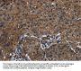 HOXC8 Antibody