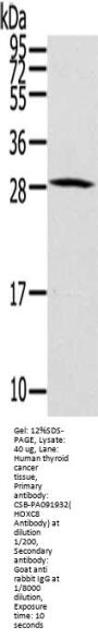HOXC8 Antibody