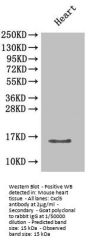 Cxcl5 Antibody