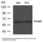 SMAD2 (Ab-220) Antibody