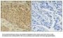 SMAD2 (Ab-220) Antibody