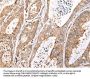 XKR7 Antibody