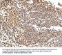 XKR7 Antibody
