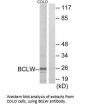 BCL2L2 Antibody